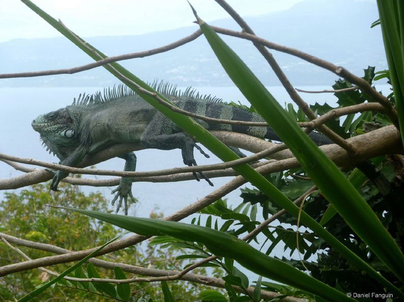 Iguane