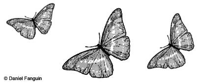 Daniel Fanguin : poème / Papillons oranges