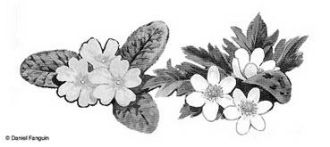 Daniel Fanguin : poème / Le grillon albinos