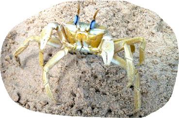 Nouveaux gladiateurs